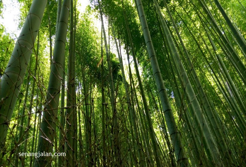 Arashiyama Kyoto